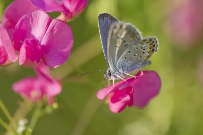 Framed Print : Common Blue -Polyommatus icarus- sucking nectar, Thuringia, Germany Framed Print : Common Blue -Polyommatus icarus- sucking nectar, Thuringia, Germany