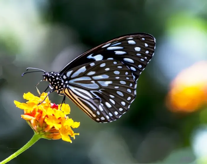 Framed Print : The Common Blue Tiger (Tirumala limniace) Framed Print : The Common Blue Tiger (Tirumala limniace)
