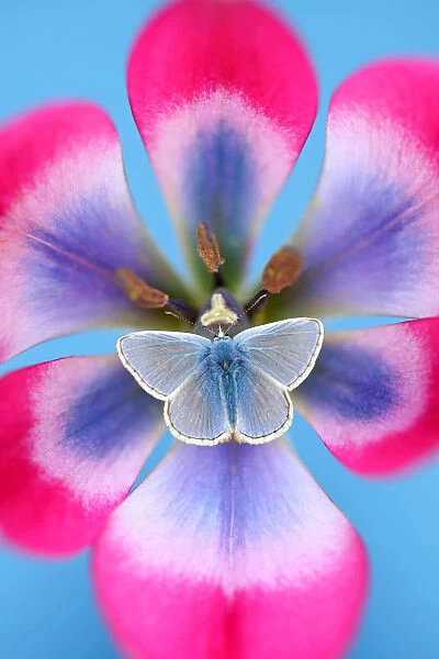 Blue. Common blue on tulip hagari Little Beauty