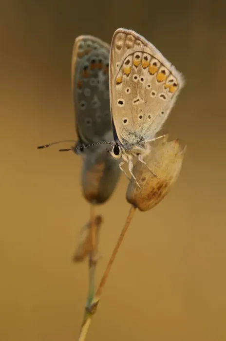 Framed Print : Common Blues (Lycaenidae) at sunrise