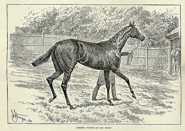 Common, a British Thoroughbred racehorse, winner of the Epsom Derby and Triple Crown 1891