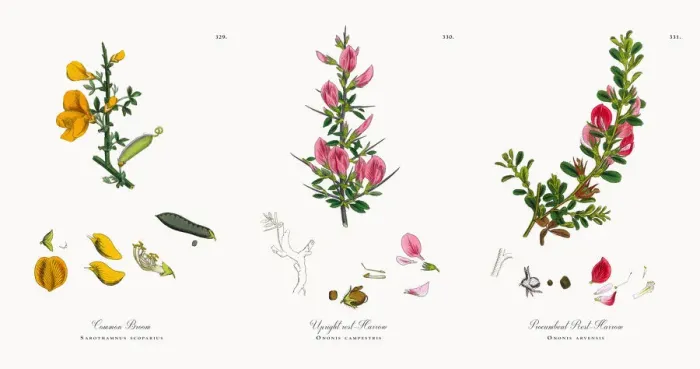 Framed Print : Common Broom, Sarothamnus scoparius, Victorian Botanical Illustration, 1863 Framed Print : Common Broom, Sarothamnus scoparius, Victorian Botanical Illustration, 1863