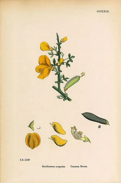 Common Broom, Sarothamnus scoparius, Victorian Botanical Illustration, 1863