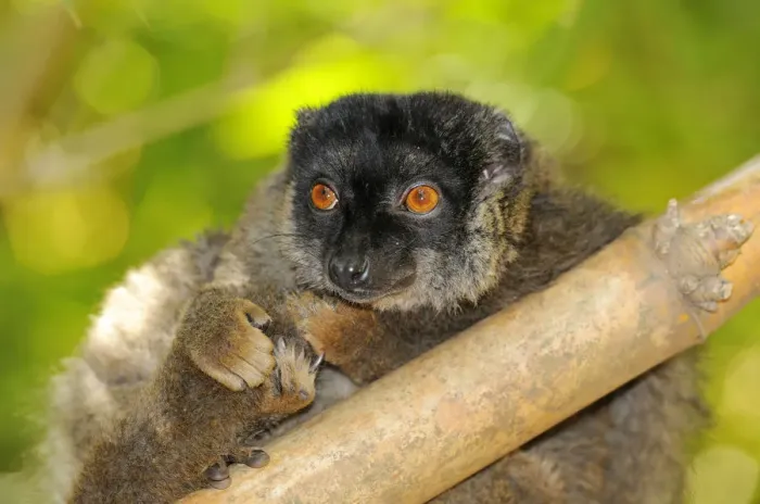 Framed Print : Common Brown Lemur (Eulemur fulvus fulvus), portrait, Madagascar, Africa Framed Print : Common Brown Lemur (Eulemur fulvus fulvus), portrait, Madagascar, Africa