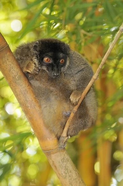 Common Brown Lemur (Eulemur fulvus fulvus), male, sitting on branch, Madagascar, Africa