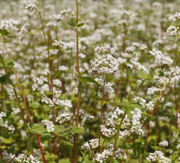 Framed Print : Common Buckwheat -Fagopyrum esculentum-, flowering, Franconia, Bavaria, Germany, Europe