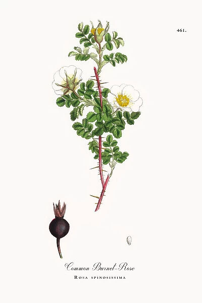Common Burnet-Rose, rosa spinosissima, Victorian Botanical Illustration, 1863