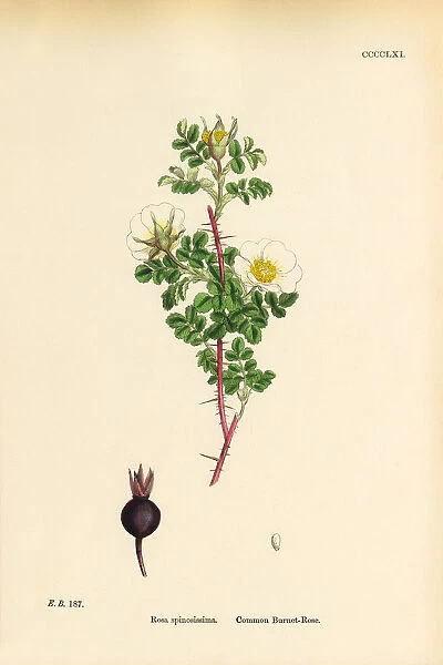 Common Burnet-Rose, rosa spinosissima, Victorian Botanical Illustration, 1863