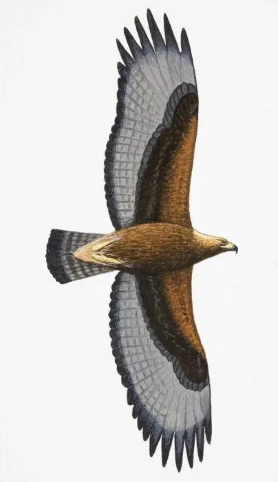 Framed Print : Common Buzzard (Buteo buteo), adult