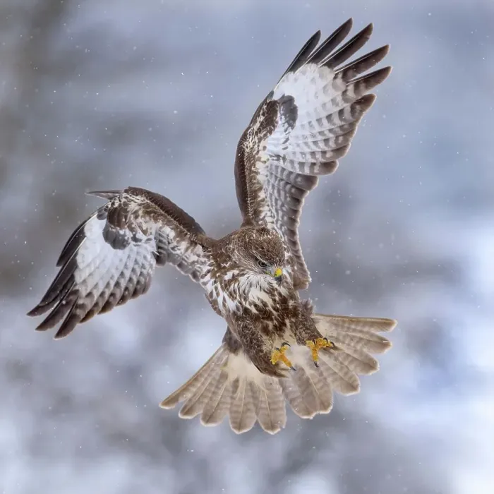 Framed Print : Common buzzard (Buteo buteo) in flight, in heavy snow, biosphere region Swabian Alb, Baden-Wuerttemberg, Germany Framed Print : Common buzzard (Buteo buteo) in flight, in heavy snow, biosphere region Swabian Alb, Baden-Wuerttemberg, Germany