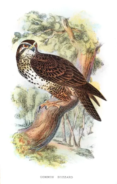 Framed Print : Common Buzzard illustration 1896 Framed Print : Common Buzzard illustration 1896