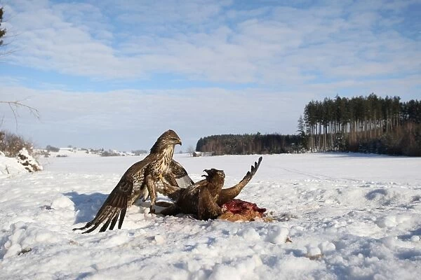Common buzzards (Buteo buteo) in dispute over a brown hare, Allgaeu region, Bavaria, Germany, Europe