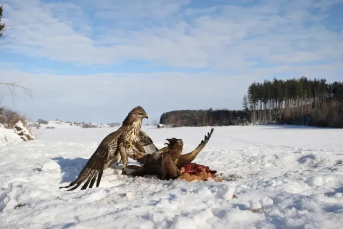 Framed Print : Common buzzards (Buteo buteo) in dispute over a brown hare, Allgaeu region, Bavaria, Germany, Europe Framed Print : Common buzzards (Buteo buteo) in dispute over a brown hare, Allgaeu region, Bavaria, Germany, Europe