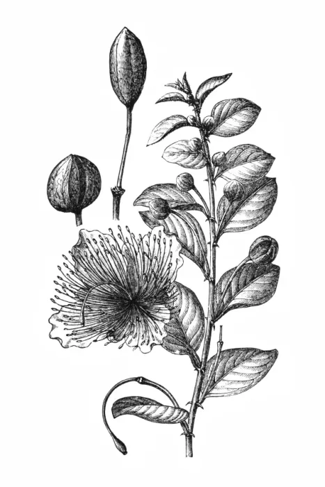 Framed Print : Common caper or Capparis spinosa Framed Print : Common caper or Capparis spinosa