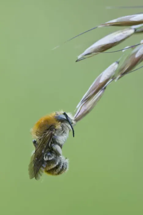 Framed Print : Common carder bee (Megabombus pascuorum) Framed Print : Common carder bee (Megabombus pascuorum)