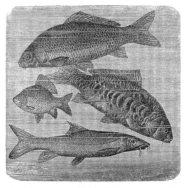 common carp, Mirror carp, Crucian carp, Barbus barbus