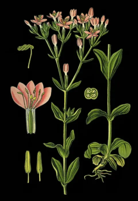 Framed Print : common centaury, European centaury Framed Print : common centaury, European centaury