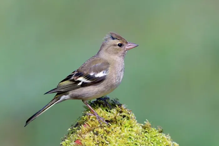 Framed Print : Common chaffinch (Fringilla coelebs), adult female, standing on a mossy brick, Siegerland, North Rhine-Westphalia, Germany Framed Print : Common chaffinch (Fringilla coelebs), adult female, standing on a mossy brick, Siegerland, North Rhine-Westphalia, Germany