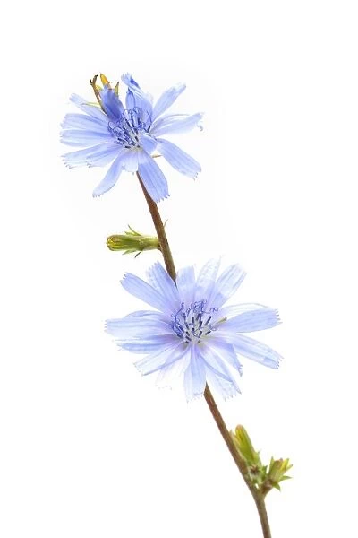 Common Chicory -Cichorium intybus-, medicinal plant
