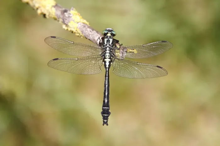 Framed Print : Common club-tail -Gomphus vulgatissimus- perched on a rush stem, Huehnermoor marsh near Marienfeld, Guetersloh, North Rhine-Westphalia, Germany, Europe
