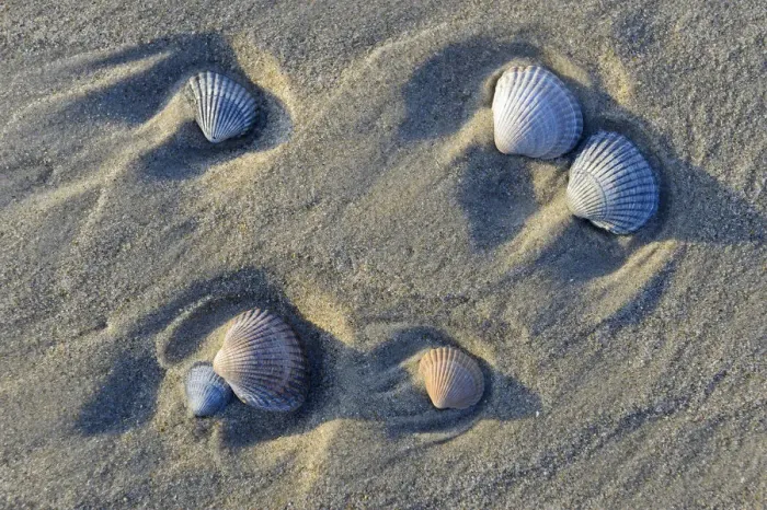 Framed Print : Common Cockle -Cerastoderma edule-, shells in the tidal flats, Vlieland, North Holland, The Netherlands Framed Print : Common Cockle -Cerastoderma edule-, shells in the tidal flats, Vlieland, North Holland, The Netherlands
