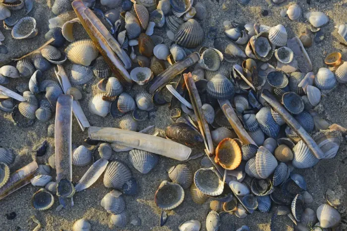 Framed Print : Common Cockle -Cerastoderma edule- and Common Razor Shell -Ensis ensis-, shells in the tidal flats, Vlieland, North Holland, The Netherlands Framed Print : Common Cockle -Cerastoderma edule- and Common Razor Shell -Ensis ensis-, shells in the tidal flats, Vlieland, North Holland, The Netherlands