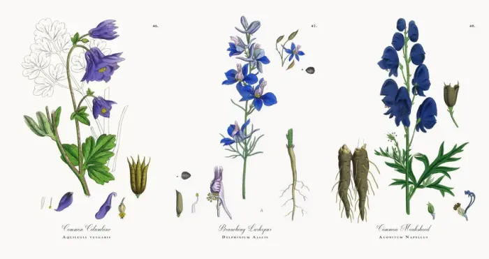 Framed Print : Common Columbine, Aquilegia vulgaris, Victorian Botanical Illustration, 1863 Framed Print : Common Columbine, Aquilegia vulgaris, Victorian Botanical Illustration, 1863