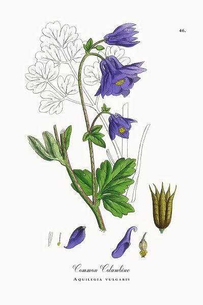 Common Columbine, Aquilegia vulgaris, Victorian Botanical Illustration, 1863