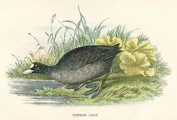 Common coot birds from Great Britain 1897