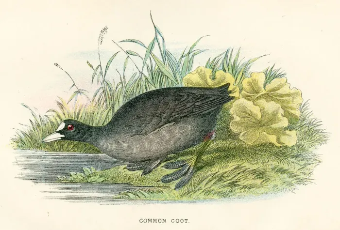 Framed Print : Common coot birds from Great Britain 1897 Framed Print : Common coot birds from Great Britain 1897