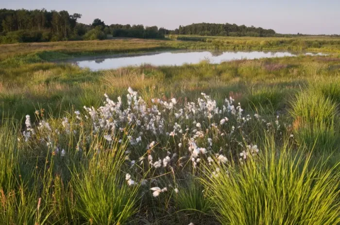Framed Print : Common cottongrass (Eriophorum angustifolium) in Dutch raised bog reserve Bargerveen, Netherlands, Europe Framed Print : Common cottongrass (Eriophorum angustifolium) in Dutch raised bog reserve Bargerveen, Netherlands, Europe