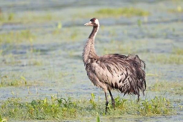 Common Crane or Eurasian Crane -Grus grus-, foraging for food in wetlands, Lower Saxony, Germany