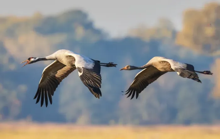 Framed Print : Common Crane in Flight Framed Print : Common Crane in Flight