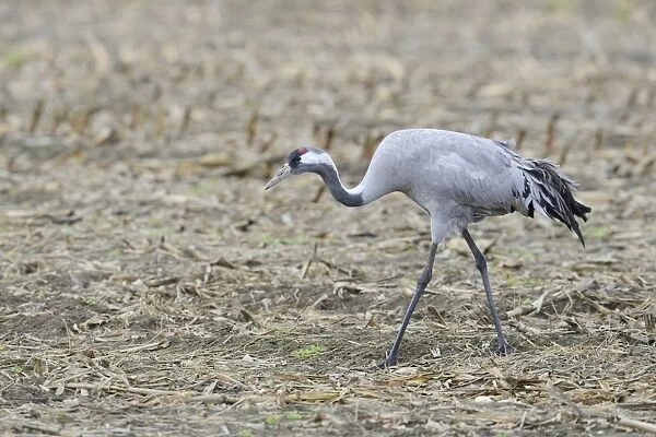 Common Crane -Grus grus-, Brandenburg, Germany