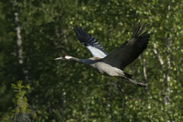 Framed Print : Common Crane -Grus grus-, Vastra Gotaland County, Sweden