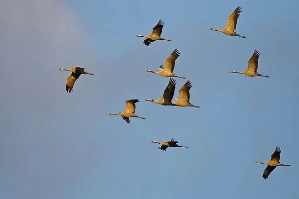 Common Cranes or Eurasian Cranes -Grus grus- in flight at dawn, Mecklenburg-Western Pomerania, Germany