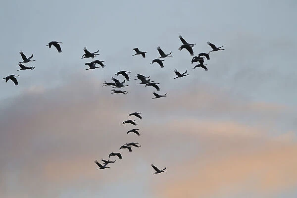 Common Cranes or Eurasian Cranes -Grus grus- in flight at dawn, Mecklenburg-Western Pomerania, Germany