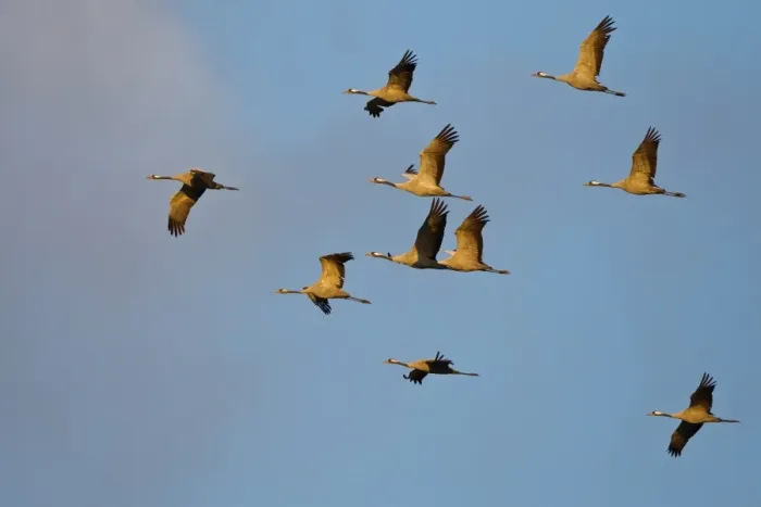 Framed Print : Common Cranes or Eurasian Cranes -Grus grus- in flight at dawn, Mecklenburg-Western Pomerania, Germany