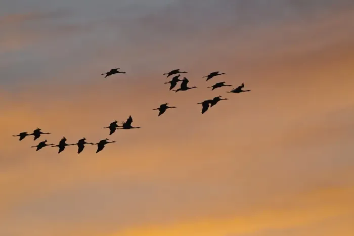 Framed Print : Common Cranes or Eurasian Cranes -Grus grus- in flight in the evening light, Mecklenburg-Western Pomerania, Germany Framed Print : Common Cranes or Eurasian Cranes -Grus grus- in flight in the evening light, Mecklenburg-Western Pomerania, Germany