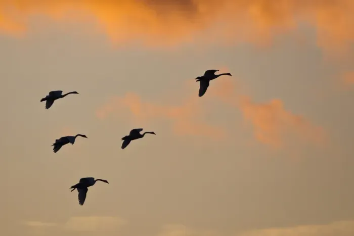 Framed Print : Common Cranes or Eurasian Cranes -Grus grus- in flight in the evening light, Mecklenburg-Western Pomerania, Germany Framed Print : Common Cranes or Eurasian Cranes -Grus grus- in flight in the evening light, Mecklenburg-Western Pomerania, Germany