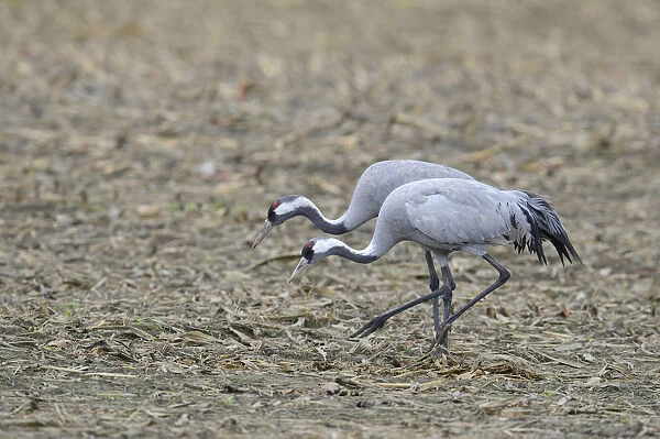 Common Cranes -Grus grus-, Brandenburg, Germany