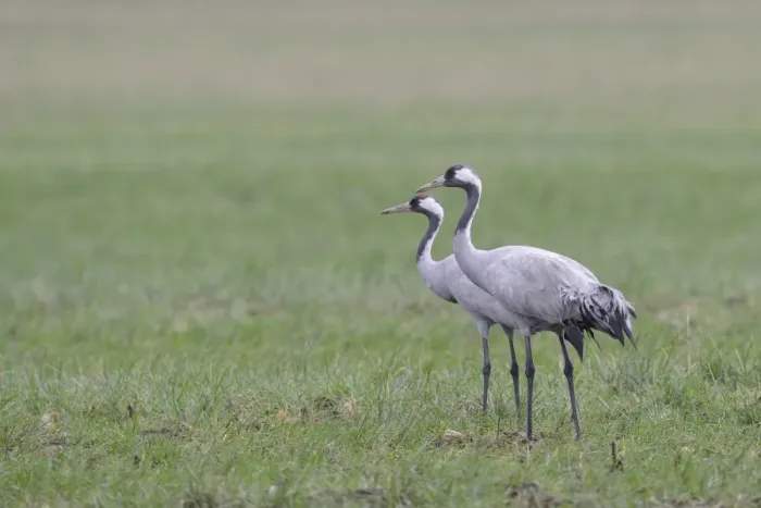 Framed Print : Common Cranes -Grus grus-, Brandenburg, Germany