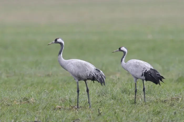 Framed Print : Common Cranes -Grus grus-, Brandenburg, Germany