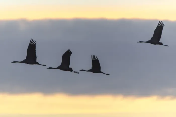 Framed Print : Common Cranes -Grus grus- in flight, Lower Saxony, Germany Framed Print : Common Cranes -Grus grus- in flight, Lower Saxony, Germany