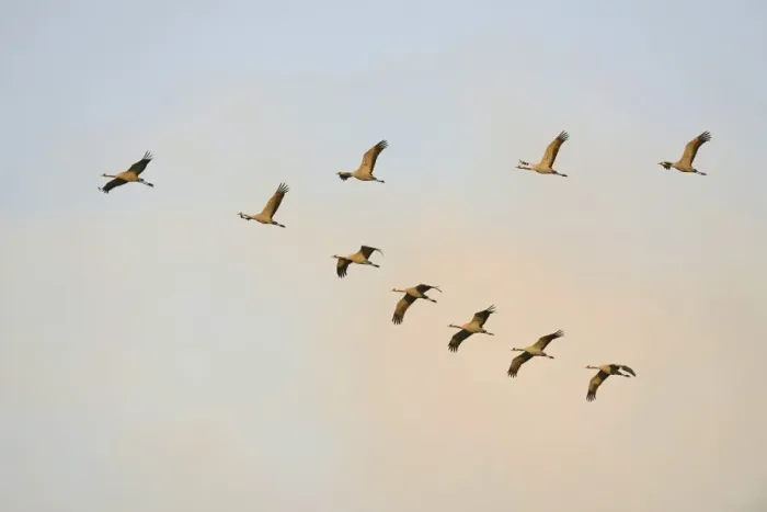 Framed Print : Common Cranes -Grus grus- in flight, Brandenburg, Germany Framed Print : Common Cranes -Grus grus- in flight, Brandenburg, Germany