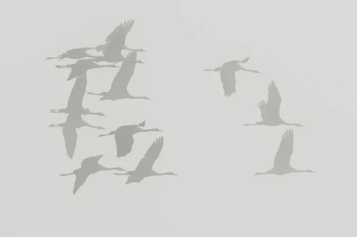 Framed Print : Common Cranes -Grus grus- in flight, Brandenburg, Germany Framed Print : Common Cranes -Grus grus- in flight, Brandenburg, Germany