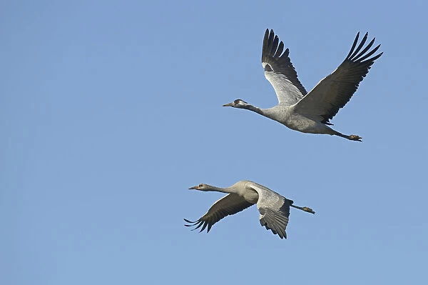 Common Cranes -Grus grus- in flight, Brandenburg, Germany