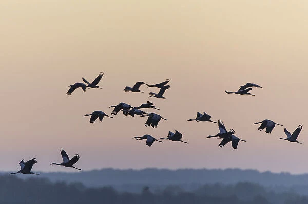 Common Cranes -Grus grus- in flight, Lower Saxony, Germany