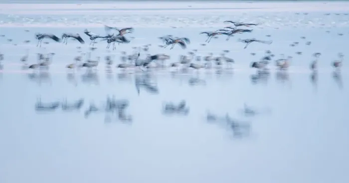 Framed Print : Common Cranes -Grus grus- flying over water, Hortobagy, Hungary