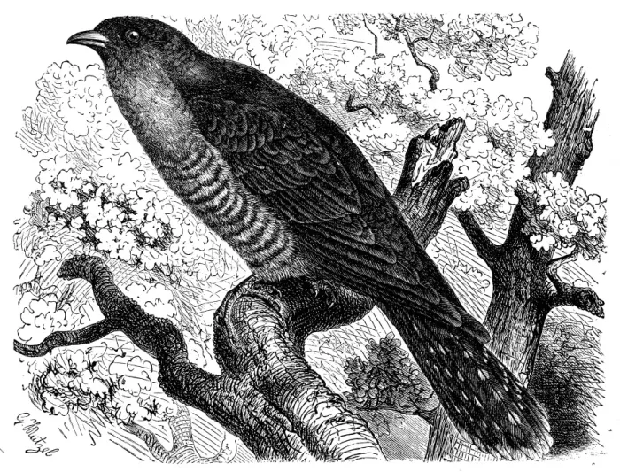 Framed Print : Common cuckoo (Cuculus canorus)